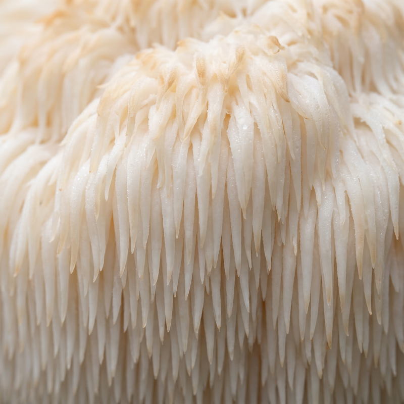 Lion's Mane