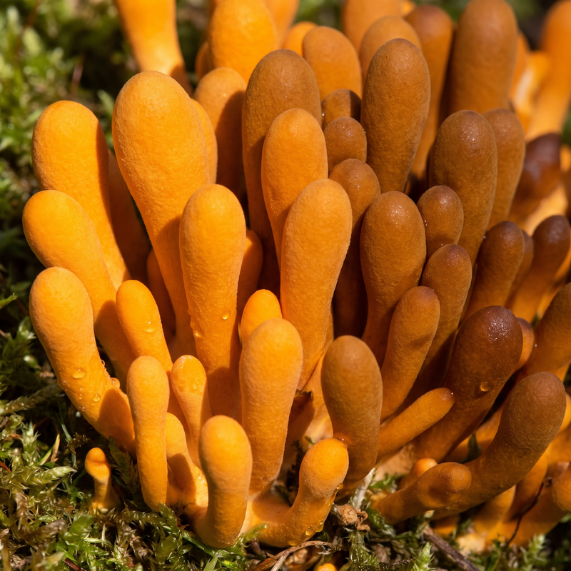 Cordyceps